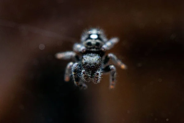 Una Toma Selectiva Enfoque Una Araña Saltarina Real Phidippus Regius —  Fotos de Stock