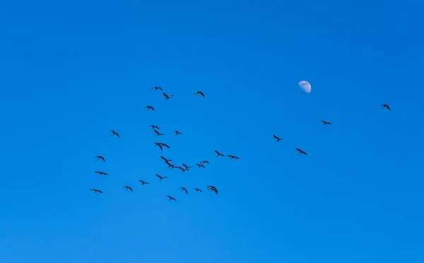 Zwerm Vogels Die Blauwe Lucht Vliegen Met Halve Maan — Stockfoto