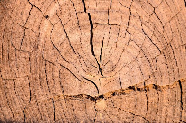 Текстура поверхности коричневого сухого дерева