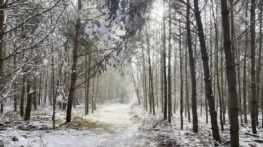 Soğuk kış mevsiminde beyaz karlarla dolu bir orman ve içinde bir kadın.
