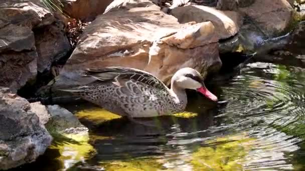 Shot Ducks Poking Fish Water — Stock Video