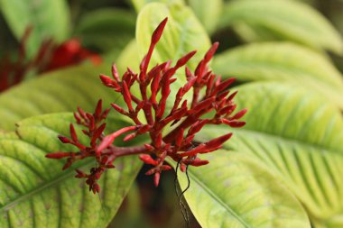 Bulanık arka planda büyüyen kırmızı bir iğne.