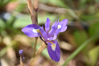 Bulanık bir arkaplanda barbar bir fındığa (Moraea sirinchium) yakın çekim