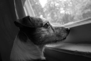 Gri tonlu, pencereden dışarı bakan bir köpeğin yakın plan resmi.