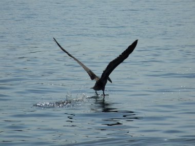 Kartagena, Kolombiya 'da deniz yüzeyinde büyük bir karabatak.