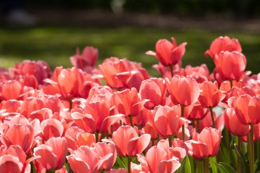 Bulanık arkaplanda güzel lale çiçeklerinin yakın plan çekimi.