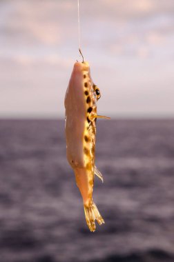 Bir Deniz Balığı Mavi Atlantik Okyanusu 'nun üzerinde