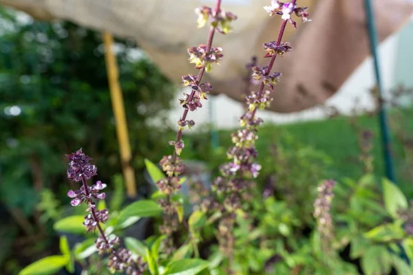 在花园里生长的神圣的罗勒植物的特写 — 图库照片