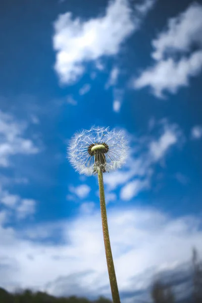 Disparo Vertical Solo Diente León Contra Cielo — Foto de Stock