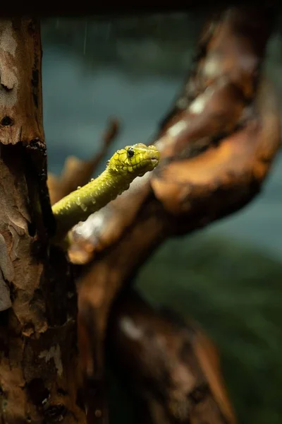 Primo Piano Verticale Bellissimo Serpente Sull Albero — Foto Stock