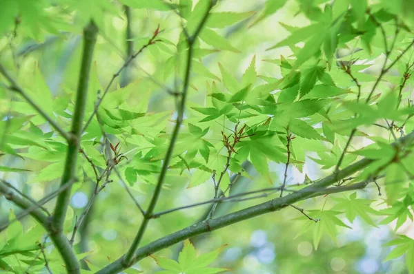 绿叶树枝的特写镜头 — 图库照片