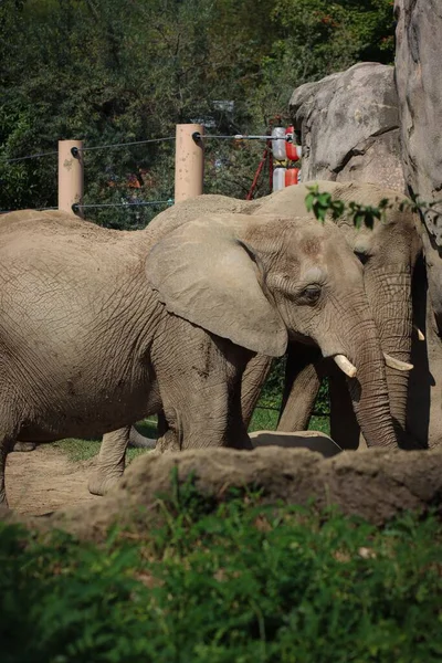 Elefantes Perto Cerca Zoológico — Fotografia de Stock