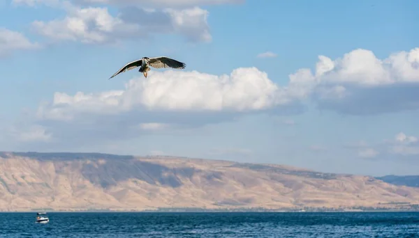 Enda Fågel Flyger Över Havet Dagen — Stockfoto