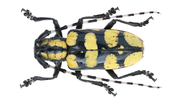 Insectenverzameling Van Lang Gehoornde Kevers Exemplaar Geïsoleerd Witte Achtergrond Gefotografeerd — Stockfoto