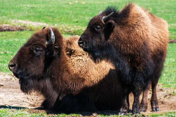 Closeup Two European Bison Resting Grass Field — Stock Photo, Image