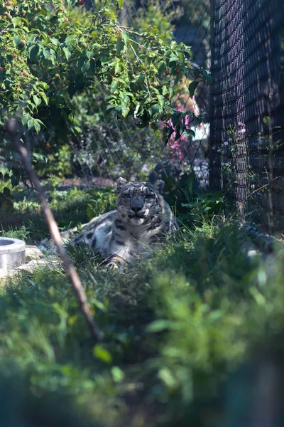 Lodret Billede Sneleopard Panthera Uncia Zoologisk Have Der Kigger Kameraet - Stock-foto