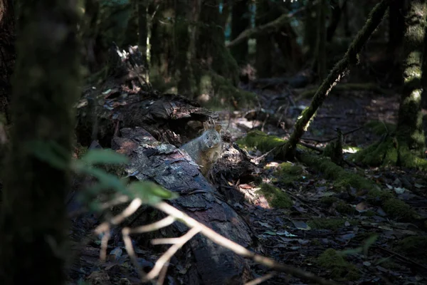 Petit Wallaby Sauvage Dans Buisson Tasmanie — Photo