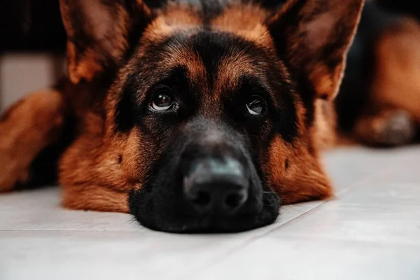 Gros Plan Portrait Berger Allemand Avec Les Yeux Levés — Photo