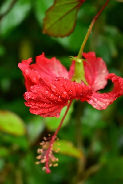 Ένα Όμορφο Πλήρως Ανθισμένο Κόκκινο Λουλούδι Ιβίσκου Δροσοσταλίδες Ένα Θολό — Φωτογραφία Αρχείου