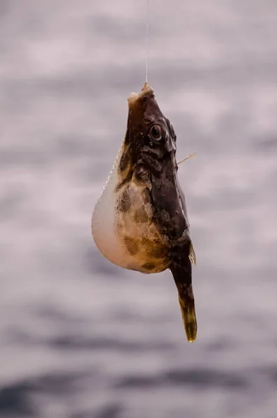 Peixe Marinho Enganchado Sobre Oceano Atlântico Azul — Fotografia de Stock