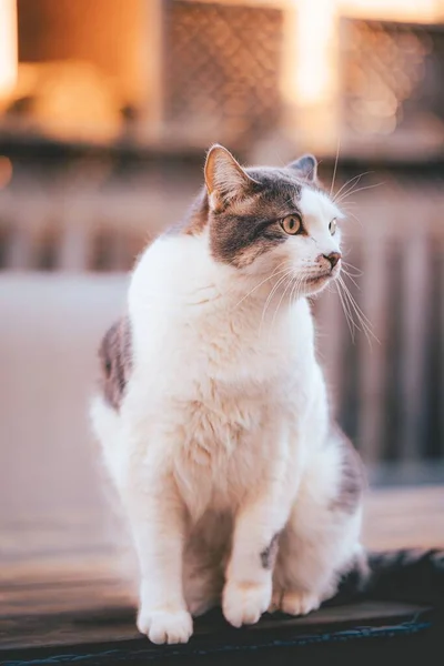 Vertical Shot Anatolian Cat Blurry Background — Stok fotoğraf