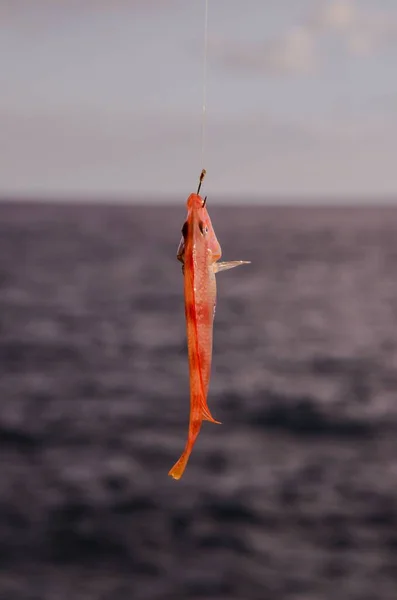 One Sea Fish Hooked Blue Atlantic Ocean — Stock Photo, Image