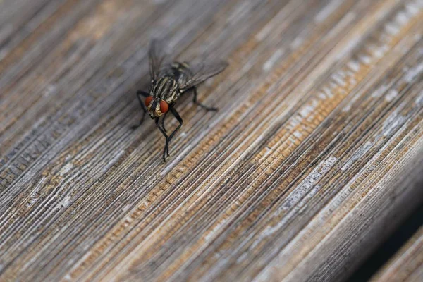 木制表面上的苍蝇 — 图库照片