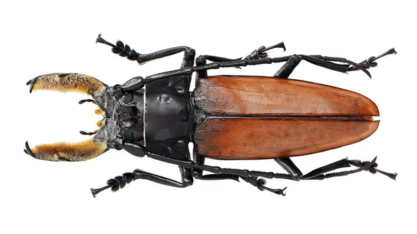 Insect Collection Long Horned Beetles Specimen Isolated White Background Photoed — Stock Photo, Image