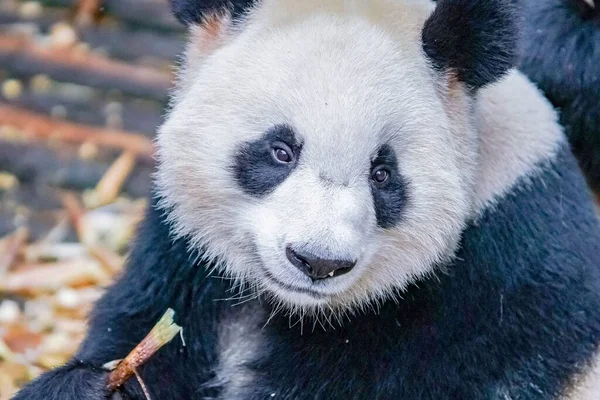 A closeup shot of a cute white black panda face