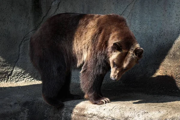 Een Grote Grizzly Beer Ursus Arctos Horribilis Dierentuin — Stockfoto