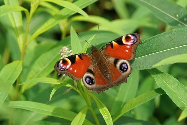 Zbliżenie Kolorowy Paw Motyl Inachis Siedzi Otwartymi Skrzydłami Zielonym Tle — Zdjęcie stockowe
