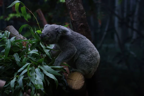 Szelektív Fókusz Felvétel Egy Koala Medve Phascolarctos Cinereus Állatkertben — Stock Fotó