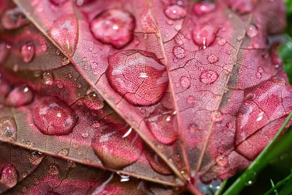 Макроснимок Воды Капает Осенний Лист — стоковое фото