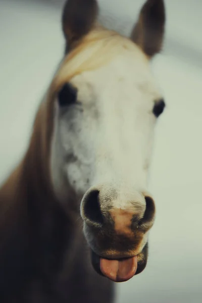 Tiro Enfoque Selectivo Vertical Caballo Con Foco Boca —  Fotos de Stock