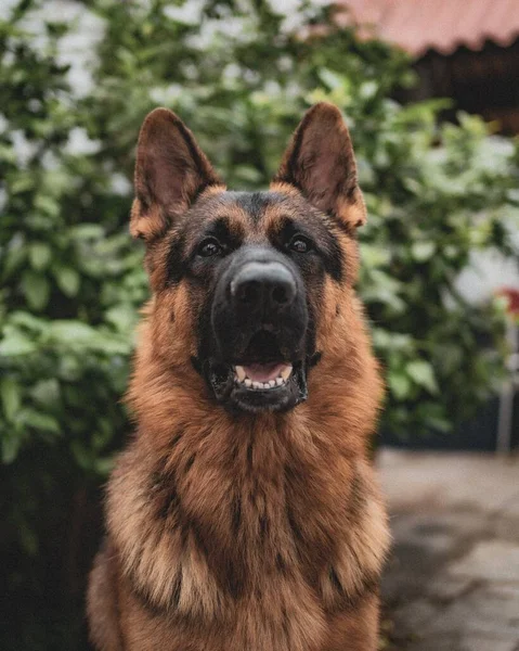 Portrait Berger Allemand Dans Plan Sélectif Avec Une Bouche Ouverte — Photo