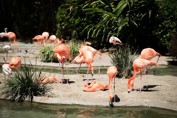 动物园靠近小池塘的美丽的火烈鸟 — 图库照片