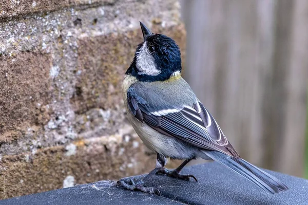 Closeup Shot Great Tit Bird Perched Stone Wall — Stock fotografie