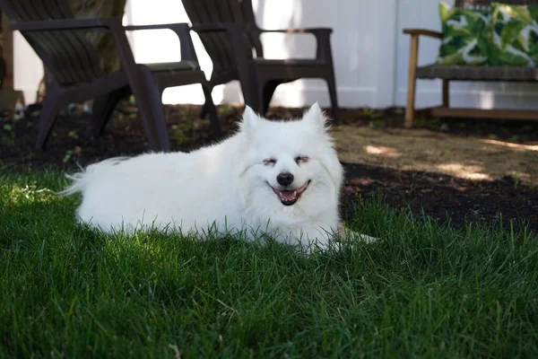 Adorable Spitz Japonés Yaciendo Sobre Hierba Verde Patio —  Fotos de Stock