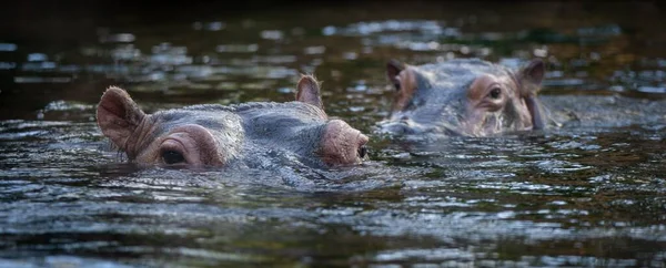 Primer Plano Los Hipopótamos Flotando Superficie Del Agua —  Fotos de Stock