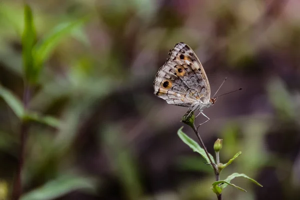 緑の植物に茶色の翼を持つ蝶のクローズアップショット — ストック写真