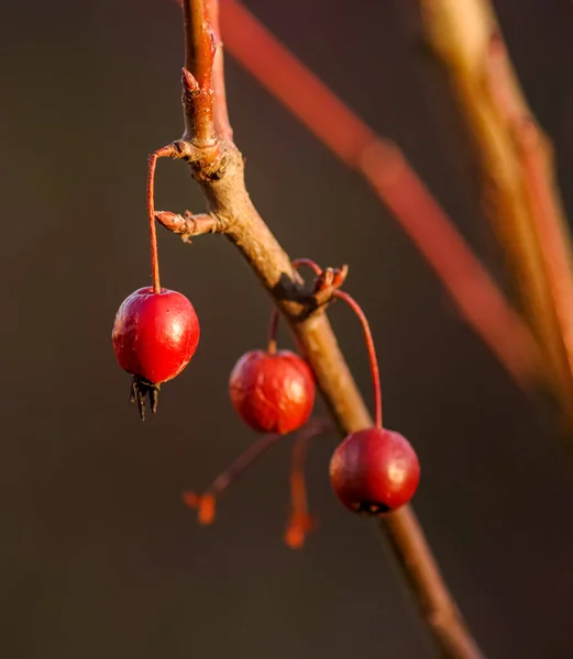 Gros Plan Des Pommes Célestes Isolées Sur Fond Flou — Photo