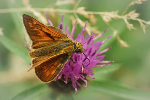 大蝴蝶上的斗篷 开着翅膀坐在紫色的雌蕊上 在田野里开花 — 图库照片