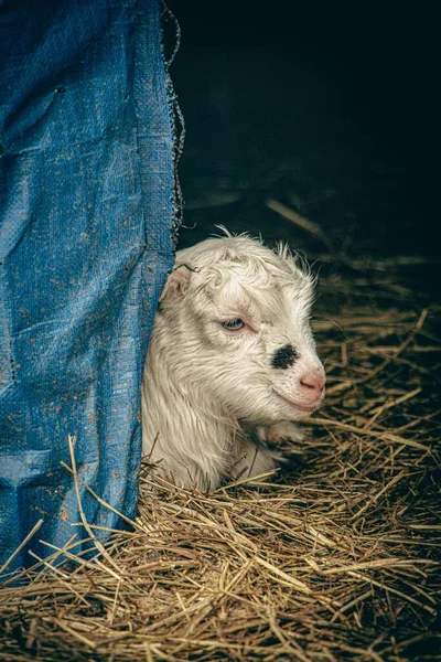 Een Verticaal Schot Van Een Baby Kalf Zittend Boerderij — Stockfoto