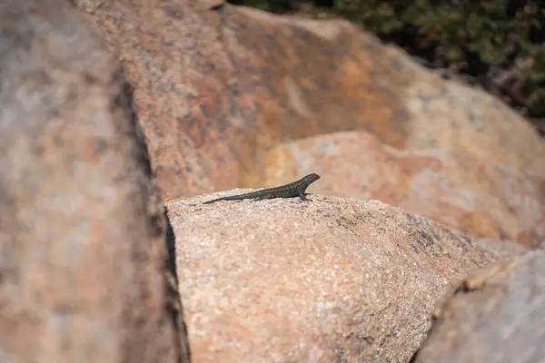 Eine Winzige Dunkle Eidechse Auf Braunen Felsen — Stockfoto