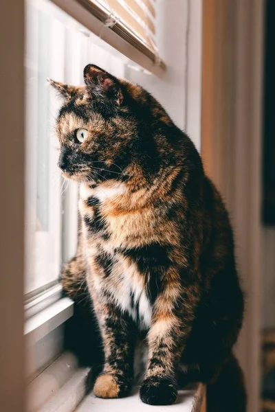 Eine Vertikale Nahaufnahme Einer Europäischen Kurzhaar Die Auf Einer Fensterbank — Stockfoto