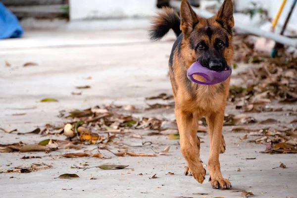 Oyuncu Bir Alman Çoban Köpeğinin Ağzında Oyuncakla Seçici Bir Fotoğrafı — Stok fotoğraf