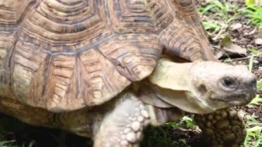 Yürüyen bir kaplumbağanın yakın çekimi.