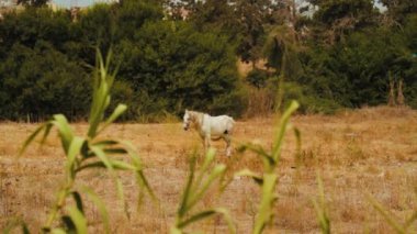 Cezayir, Wahran 'da çimenli bir alanda otlayan beyaz bir atın yavaş çekimleri.
