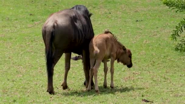 Vacker Bild Blue Wildebeest Mamma Och Barn Äter Grönt Gräs — Stockvideo