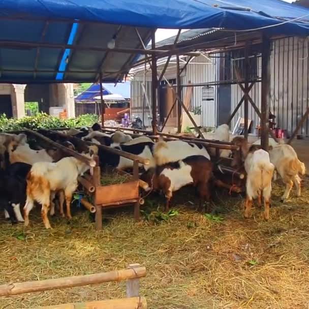 Donde Venta Animales Sacrificados Qurban Ied Adha Hay Muchas Cabras — Vídeos de Stock